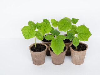 Cucumber seedlings in pots, on a white background. Sprouts for planting cucumbers in the greenhouse. Vegetarianism.