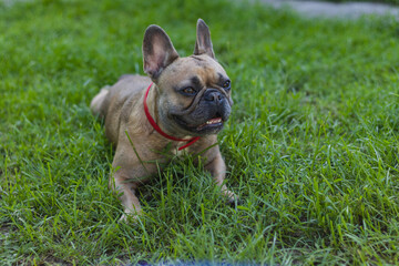 Fototapeta premium Cute French bulldog girl resting in grass. Summer in countryside
