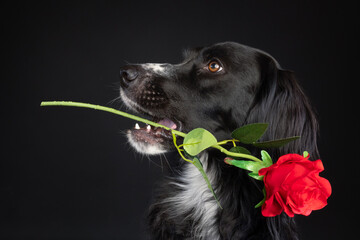 Valentine portrait of a black dog holding a red rose in her mouth.