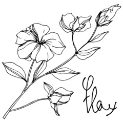 vector flax floral botanical flowers