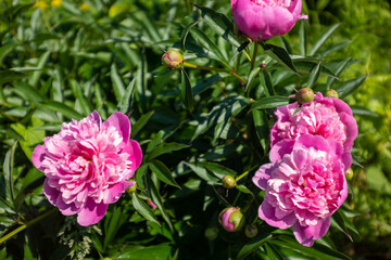 Pink fresh peonies bush in the summer garden at the sunny day, selective focus. Natural floral background. Picture for post, screensaver, wallpaper, postcard
