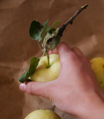 Ripe green apple with a branch and leaves in hand, top view.