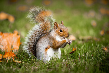 Naklejka na ściany i meble Squirrel in the park in the fall. Close-up of a beautiful squirrel looking for food