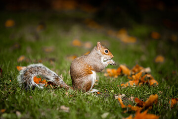 Fototapeta premium Squirrel in the park in the fall. Close-up of a beautiful squirrel looking for food