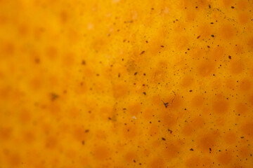 Orange texture in macro shot. Shade of orange for 3d program. using for packaging. Background