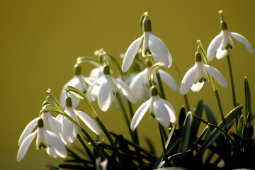 White snowdrops on a yellow background