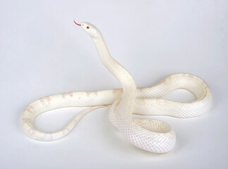 Albino pine snake, bullsnake // Florida-Kiefernnatter, Südliche Kiefernnatter , Bullennatter (Pituophis melanoleucus mugitus)