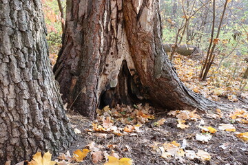  Entrance to the fairy world. Tree in the forest.