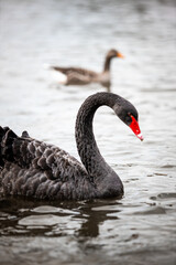 Naklejka premium A black swan In a ponds