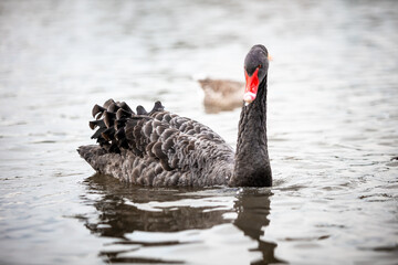 A black swan In a ponds