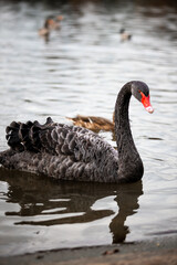 A black swan In a ponds