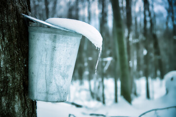 Image du temps des sucres, érablière au printemps, arrière plan pour février mars et avril,...