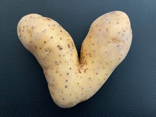 Potato in the shape of a heart. Potato fruits of an unusual shape. Concept: love potatoes. Vegetables isolated on black background.