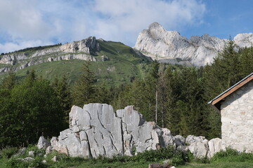 Natural variety found in Vercors valley, France.
All the diversity of plant strata observed as you...