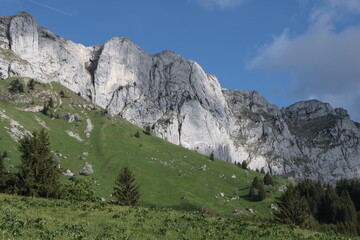 Natural variety found in Vercors valley, France.
All the diversity of plant strata observed as you...