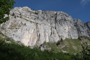 Natural variety found in Vercors valley, France.
All the diversity of plant strata observed as you...