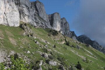 Natural variety found in Vercors valley, France.
All the diversity of plant strata observed as you climb up in altitude.