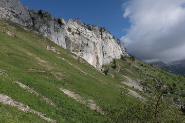 Natural variety found in Vercors valley, France.
All the diversity of plant strata observed as you...