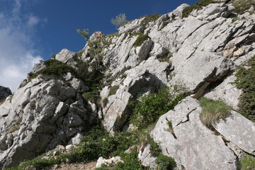 Natural variety found in Vercors valley, France.
All the diversity of plant strata observed as you climb up in altitude.