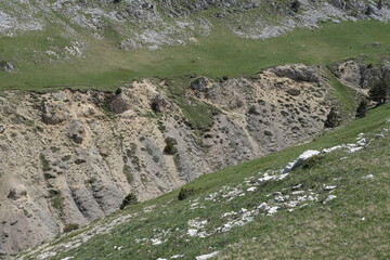 Natural variety found in Vercors valley, France.
All the diversity of plant strata observed as you...