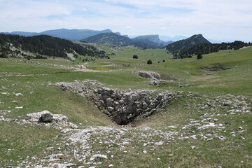 Natural variety found in Vercors valley, France.
All the diversity of plant strata observed as you...