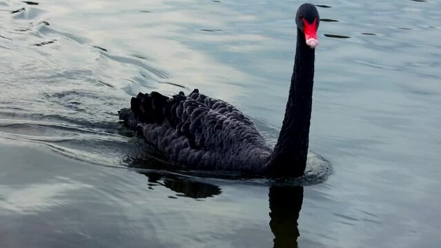 Beautiful black swan with red bill swimming on rippled lake water in park, Swan swimming on pool of water