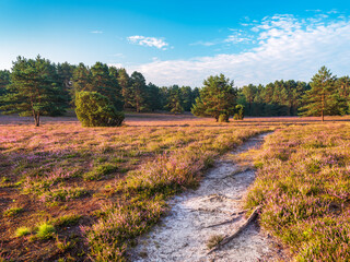 Wanderweg durch Heidelandschaft mit blühendem Heidekraut im Morgenlicht, Lüneburger Heide	