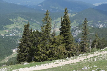 Natural variety found in Vercors valley, France.
All the diversity of plant strata observed as you climb up in altitude.