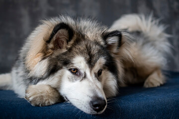 Sad Alaskan Malamute on a sofa. Depressed look in the eyes of a pretty dog. Fluffy hair, white adorable snout. Selective focus on the details, blurred background.