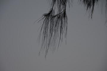 black and white background of feather