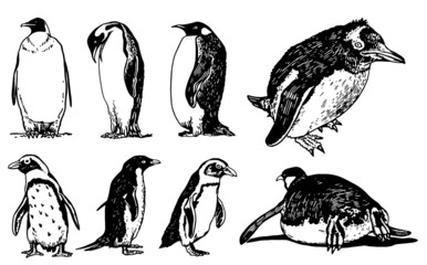 Graphical vector collection of penguins on white isolated , birds of Antarctica and the south coast of Africa © Vita