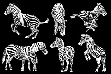 Fototapeta na wymiar Vector collection of zebras on black, graphical elements of zebra. Abstract stripy animals