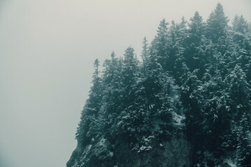 Photo landscape of conifers trees on top of cliff during snow fall.
