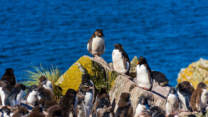 colony of rock hopper penguins on  rocky cliffs in Falkland Islands, South Atlantic 