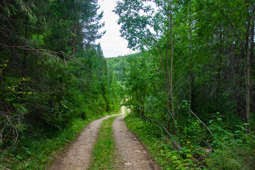 Path in the green forest. High quality photo