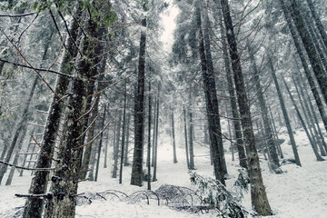 Photo in the conifers forest covered with snow, beautiful dreaming and peaceful landscape.
