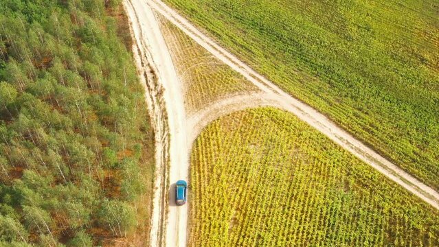 Elevated Aerial View Of Blue Car Vehicle Automobile In Fast Drive Motion On Countryside Country Road Through Summer Corn Maize Green Fields. Agricultural Country Rural Landscape. Car Drive In Motion.