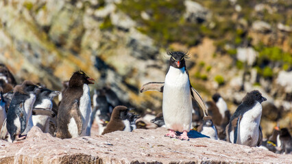 Fototapeta premium colony of rock hopper penguins on rocky cliffs in Falkland Islands, South Atlantic 