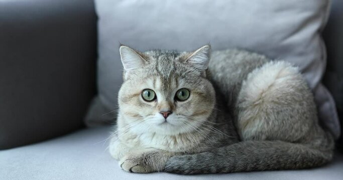 British shorthair cat  lying on sofa