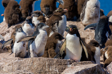 rock hopper young penguin on the cliffs in Falkland Islands, South Atlantic 