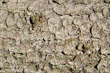 Wood texture background. Bark close-up. Natural wood background