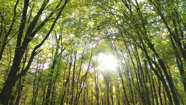 Calm Camera Flight Through Green Summer Autumn Forest. Sun Sunlight Through Woods And Trees In Park Forest Landscape.