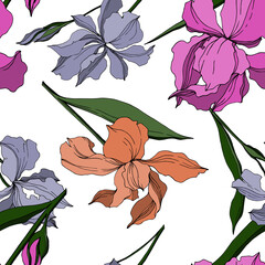 vector iris floral botanical flowers