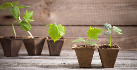 cucumber seedlings on a wooden background