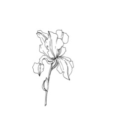 Vector Iris floral botanical flowers. Black and white engraved ink art. Isolated irises illustration element.