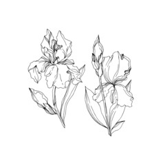 Obraz premium Vector Iris floral botanical flowers. Black and white engraved ink art. Isolated irises illustration element.