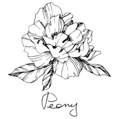 Vector Peony floral botanical flower. Black and white engraved ink art. Isolated peony illustration element.