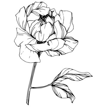 vector isolated monochrome peony flower