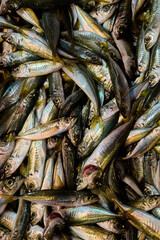 Fototapeta premium a lot of fresh fish lies on the counter