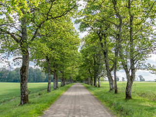 Fototapeta premium Tunnel-like Avenue of green Trees, Tree Footpath through Park in Spring
